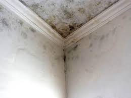 Reliable St Marys, WV Mold Removal Solutions