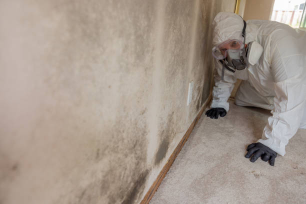 Best Mold Prevention Services in St Marys, WV